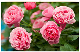 26 types of pink flowers tips