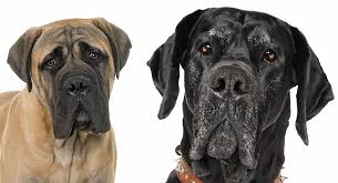 Great Dane Mastiff Mix Learn About This Giant Breed