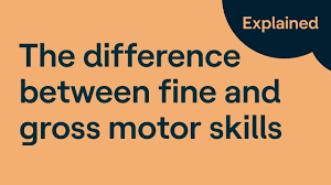 gross motor skills vs fine motor