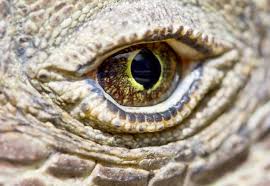 komodo dragon eyes closeup reptiles