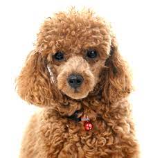 red toy poodle near me 2024