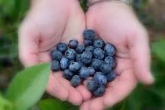 What is the best time of day to pick blueberries?