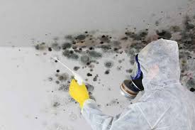 Mold Removal And Remediation Cost