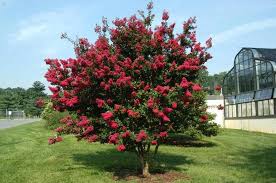 An ornamental tree can be a rose tree or a grafted evegreen, even a topiary evergreen. Best Dwarf Trees For Landscaping Plantingtree