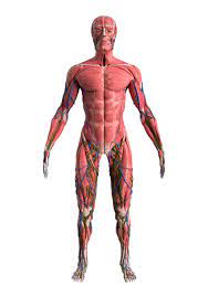 human body images hd pictures for free