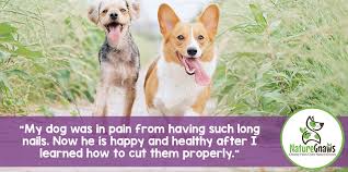 how to cut or trim your dog s nails