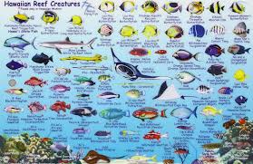 Hawaiian Islands Reef Creatures Fish Id Card Frankos Maps