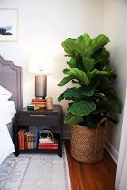 House Plants That Help Reduce Humidity