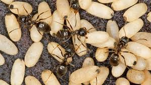 Haben überall am gesichteten ameisen eingang backpulver gelegt. Ameisen Mit Hausmitteln Vertreiben Statt Bekampfen Ndr De Ratgeber
