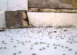 how to get rid of ants in the bathroom