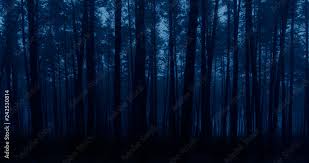 dark forest blue fog dark dark