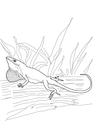 Lizards account for more than 6,000 of the 8,000 species of reptiles in existence. Carolina Anole Lizard Coloring Page Free Printable Coloring Pages For Kids