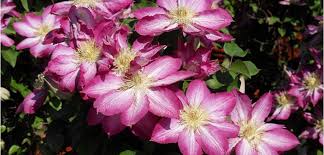 Pink champagne clematis, zone 5b. Clematis Costa Farms