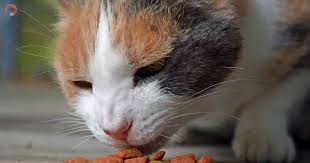 top 5 best cat food for cats that only