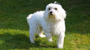 Havanese puppies for sale, havanese dogs for adoption and havanese dog breeders. Havanese Puppies Complete Breed Information Health Problems Petmoo