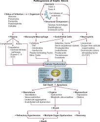 Septic Shock An Overview Sciencedirect Topics