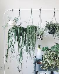 Ceiling Hook Hanging Plants