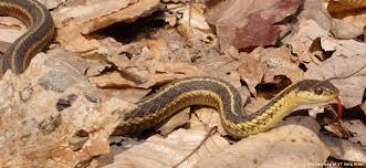 common garter snake vermont fish