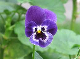 violet flower viola interesting