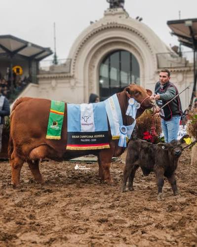 Cabaña Güe Glen Sur fue premiada en Palermo y reafirma su apuesta a la genética La cabaña Güe Glen Sur volvió a destacarse en la Exposición Internacional de Ganadería, Agricultura e Industria