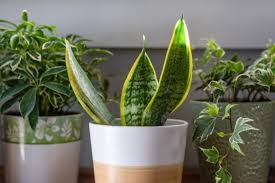 Indoor Plants Philippines