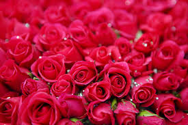 free photo red rose flower beautiful