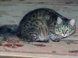can cats see in the dark the science