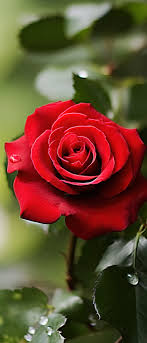 a single red rose with leaves