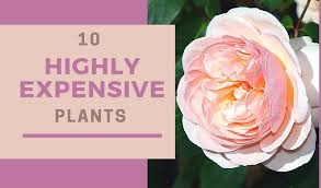 10 highly expensive plants in the world