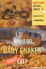 what do baby snakes eat