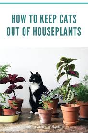 Pet Friendly Plants List Of 25 Plants