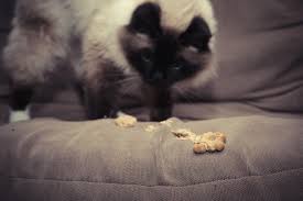 mèo bị nôn ra thức ăn khô