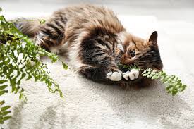 What Plants Are Poisonous To Cats A