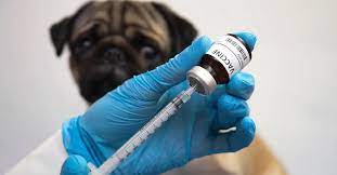 Pet Insurance That Covers Vaccines gambar png