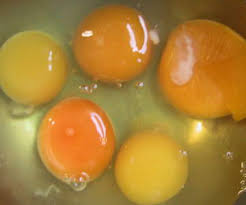 What Causes The Difference In Colour Of Egg Yolks The