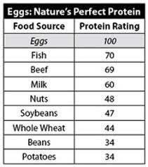 Egg Protein Chart How Many Proteins Does Egg Contain