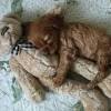 You can easily use an old stuffed animal. 1