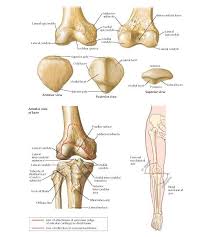 The ossification/bone formation occurs either as endochondral or as intramembranous osteogenesis.the difference lies in the presence of a cartilage model. Osteology Of Knee Anatomy Lateral Epicondyle Lateral Condyle Trochlear Groove Adductor Tubercle Medial Epicondyl Osteology Anatomy Anatomy And Physiology