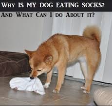 why does my dog eat socks and what can