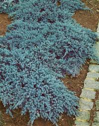 juniperus sq blue carpet jalovec