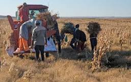 Image result for How to Grow Sugar Beans in Zimbabwe