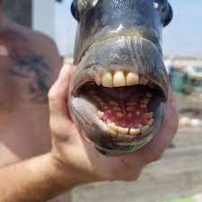 sheepshead fish with human like teeth