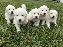 As the dog dad of a great pyrenees, i can confirm they remain absolutely giant balls of fluff throughout their lives. Litter Of 9 Great Pyrenees Puppies For Sale In Archbold Oh Adn 39475 On Puppyfinder Com Gender Male S Great Pyrenees Puppy Pyrenees Puppies Great Pyrenees