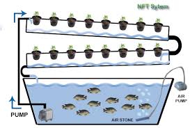 hydroponics explained easy