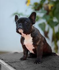 The french bulldog or «frenchie» evolved from the fighting bulldogs of the early 1800's. Our Breeding French Bulldog Breed
