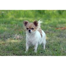 chihuahua longhaired dog breeds