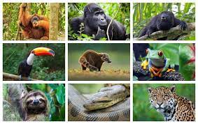 The tropical rainforest animals list includes the chimpanzee, tree frog, monkey, parrot, jaguar, gorilla, indian cobra, orangutan, leopard and iguana. 25 Rainforest Animals That You Should Know About Swedish Nomad