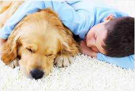cleaning pet messes carpet cleaning