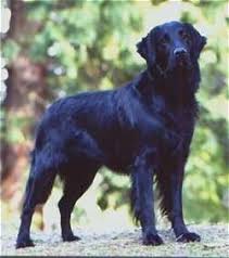 Flat Coated Retriever Dog Breed Information And Pictures