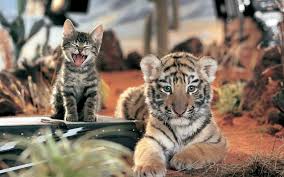 tiger cub wallpapers for